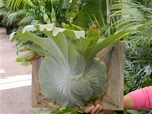 THE MOOSEHORN FERN PLATYCERIUM SUPERBUM