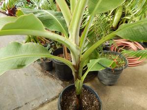 EDIBLE BANANA THAT MANY OF YOU CAN GROW! MUSA GRAN NAIN