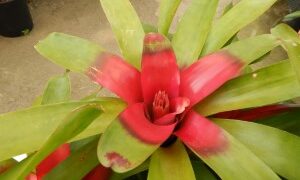 NEORGELIA RED THROAT LIPSTICK RED CENTERS WITH GREEN LEAVES