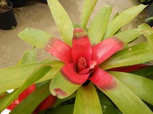 NEORGELIA RED THROAT LIPSTICK RED CENTERS WITH GREEN LEAVES