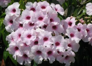 PANDOREA JASMINOIDES “ROSEA”CLIMBING VINE, COLD HARDY, EVERGREEN, LARGE FLOWERS