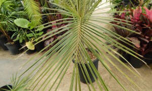 PARAJUBAEA TORALLYI THE SOUTH AMERICAN “COCONUT PALM” PRESENTLY IMPOSSIBLE TO FIND AVAILABLE
