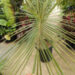PARAJUBAEA TORALLYI THE SOUTH AMERICAN “COCONUT PALM” PRESENTLY IMPOSSIBLE TO FIND AVAILABLE