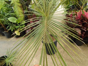 PARAJUBAEA TORALLYI THE SOUTH AMERICAN “COCONUT PALM” PRESENTLY IMPOSSIBLE TO FIND AVAILABLE