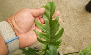 PHILODENDRON XANADU EXOTIC COMPANION PLANT
