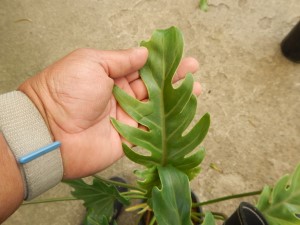 PHILODENDRON XANADU EXOTIC COMPANION PLANT