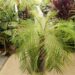 PHOENIX ROEBELENII THE PYGMY DATE PALM