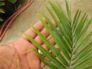 PHOENIX RUPICOLA THE CLIFF DATE PALM