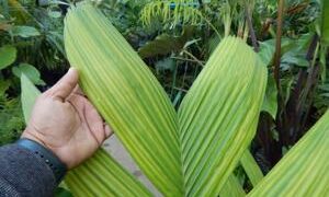 PINANGA JAVANA SINGLE TRUNK, TROPICAL & EXOTIC SPECIES