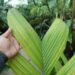 PINANGA JAVANA SINGLE TRUNK, TROPICAL & EXOTIC SPECIES
