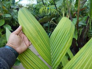 PINANGA JAVANA SINGLE TRUNK, TROPICAL & EXOTIC SPECIES