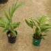 PTYCHOSPERMA SALOMONENSE QUICK GROWING, CROWN SHAFTED