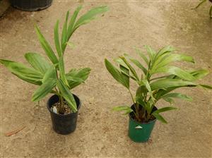 PTYCHOSPERMA SALOMONENSE QUICK GROWING, CROWN SHAFTED