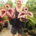 REX BEGONIA – FIREWOMAN UNUSUAL MULTI-COLORED LEAVES