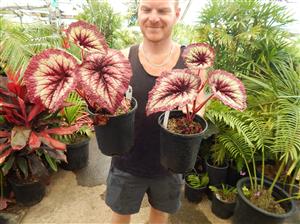 REX BEGONIA – FIREWOMAN UNUSUAL MULTI-COLORED LEAVES