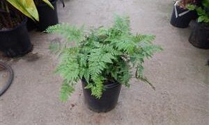 RABITTS FOOT FERN DAVALIA FEJEENSIS