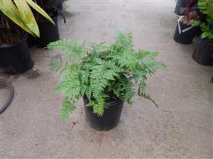 RABITTS FOOT FERN DAVALIA FEJEENSIS