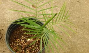 RAVENEA GLAUCA A GREAT PALM FOR SOUTHERN CALIFORNIA MEDIUM MATURE HEIGHT 