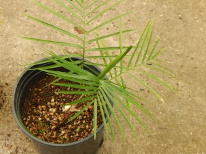 RAVENEA GLAUCA A GREAT PALM FOR SOUTHERN CALIFORNIA MEDIUM MATURE HEIGHT 