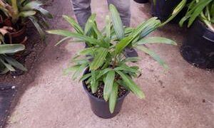 RHAPIS EXCELSA THE LADY PALM