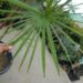 RHAPIS HUMILIS RARE TYPE OF LADY PALM FOUR LARGE SPECIMEN PLANTS AVAILABLE