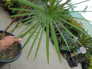 RHAPIS HUMILIS RARE TYPE OF LADY PALM FOUR LARGE SPECIMEN PLANTS AVAILABLE