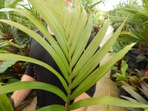 RHOPALOSTYLIS CHEESEMANII MORE RARE SPECIES OF THIS GENUS