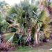 SABAL BLACKBURNIANA LARGE AND TALL FAN PALM