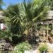 SABAL BRAZORIENSIS DWARF FAN PALM NATIVE TO TEXAS NATURAL HYBRID BETWEEN TWO SABAL SPECIES