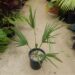 SABAL CAUSIARUM LARGE TRUNKED TROPICAL FAN PALM