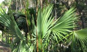 SABAL MINOR THE DWARF PALMETTO