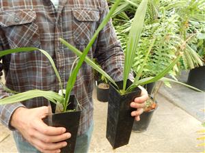 SABAL PALMETTO THE PALMETTO PALM