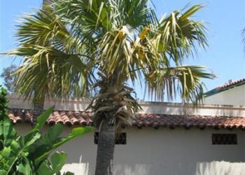 SABAL RIVERSIDE MEDIUM SIZED GREEN TO SLIGHT BLUE-GREEN FAN PALM