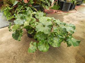 FARFUGIUM JAPONICUM AUREOMACULATUM THE SPOTTED LEOPARD PLANT FORMERLY KNOWN AS SPOTTED LIGULARIA