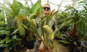 PLATYCERIUM BIFURCATUM THE STAGHORN FERN 