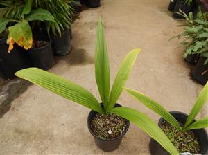 SYAGRUS OLERACEA THIN TRUNK & TALL SOLITARY PALM
