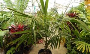 SYAGRUS SCHIZOPHYLLA MEDIUM HEIGHT GREEN SINGLE TRUNK PINNATE PALM