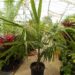 SYAGRUS SCHIZOPHYLLA MEDIUM HEIGHT GREEN SINGLE TRUNK PINNATE PALM