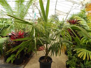 SYAGRUS SCHIZOPHYLLA MEDIUM HEIGHT GREEN SINGLE TRUNK PINNATE PALM