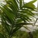SYNECANTHUS FIBROSA THE JELLYBEAN PALM