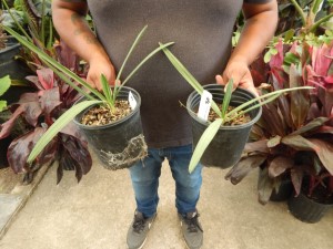 TRITHRINAX CAMPESTRIS BLUE, SUCKERING FAN PALM VERY COLD HARDY