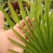 TRACHYCARPUS FORTUNEI THE WINDMILL PALM