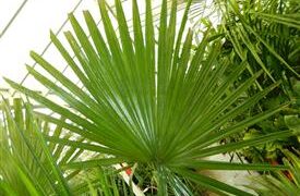 TRITHRINAX ACANTHACOMA AKA TRITHIRNAX BRASILIENSIS SPINY TRUNK – MEDIUM MATURE HEIGHT FAN PALM