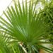 TRITHRINAX ACANTHACOMA AKA TRITHIRNAX BRASILIENSIS SPINY TRUNK – MEDIUM MATURE HEIGHT FAN PALM