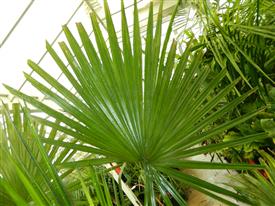 TRITHRINAX ACANTHACOMA AKA TRITHIRNAX BRASILIENSIS SPINY TRUNK – MEDIUM MATURE HEIGHT FAN PALM