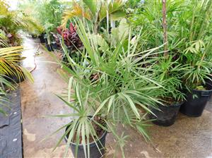 TRITHRINAX SCHIZOPHYLLA THE CARANDILLA PALM