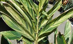 VARIEGATED SHELL GINGER ALPINIA ZERUMBET