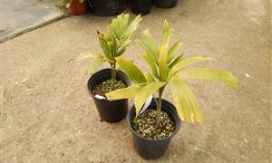 WODYETIA BIFURCATA THE FOXTAIL PALM