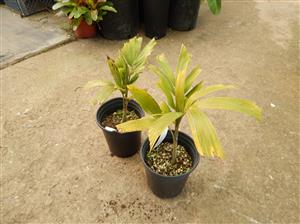 WODYETIA BIFURCATA THE FOXTAIL PALM