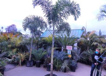 WODYETIA BIFURCATA THE FOXTAIL PALM